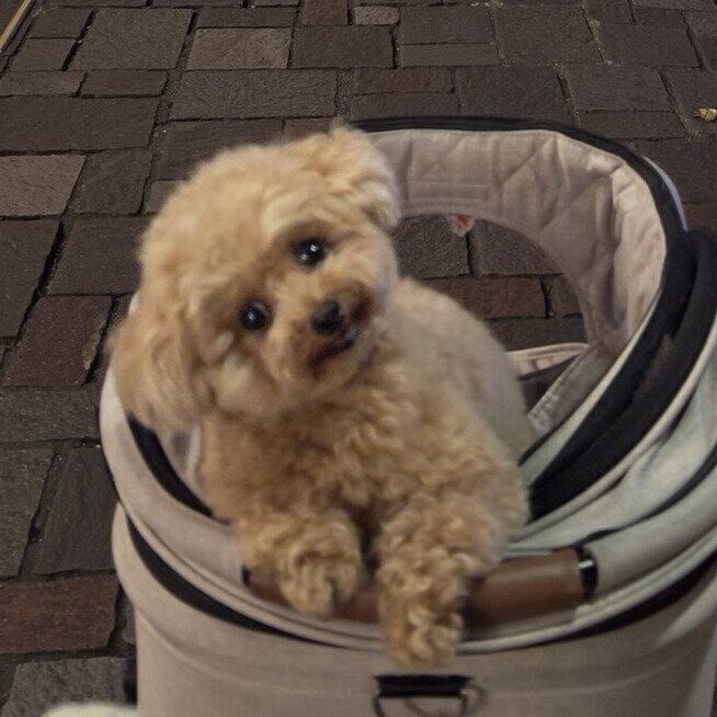 小首をかしげるモカちゃん