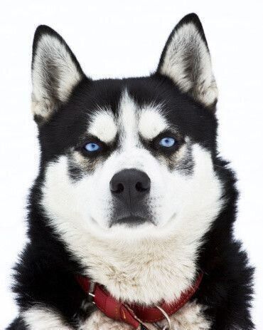 シベリアン・ハスキー