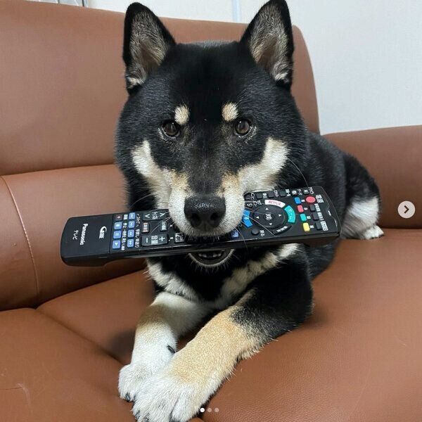 リモコンをくわえるこてつくん