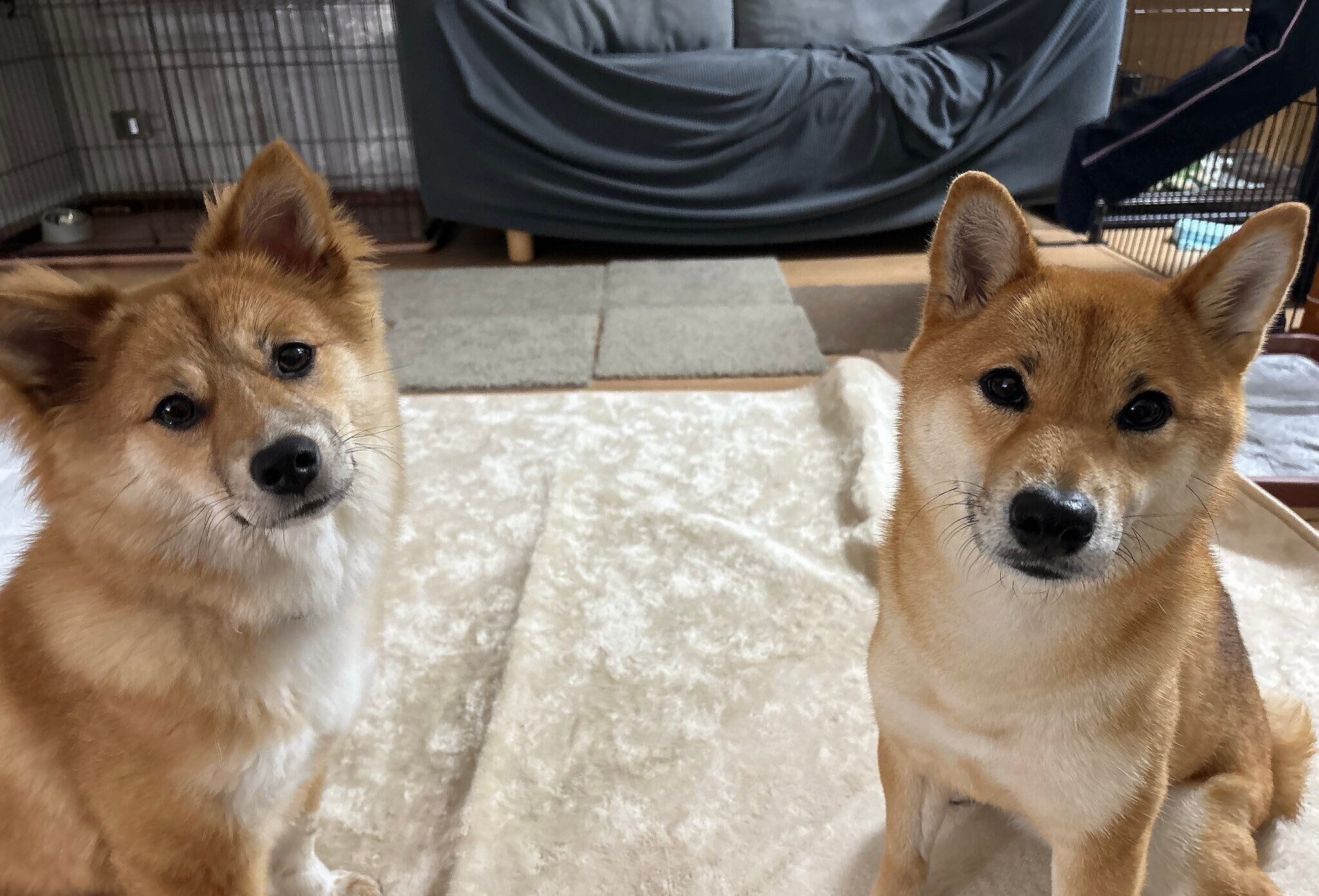 トライアル中のなのちゃんと、先住犬・まろちゃん