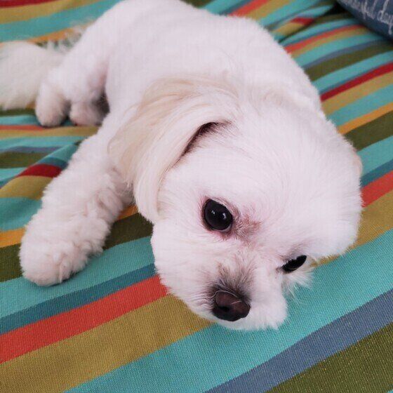 犬の自動給餌器はどんな場合に役に立つ？ 活用方法を獣医師に聞いてみた いぬのきもち