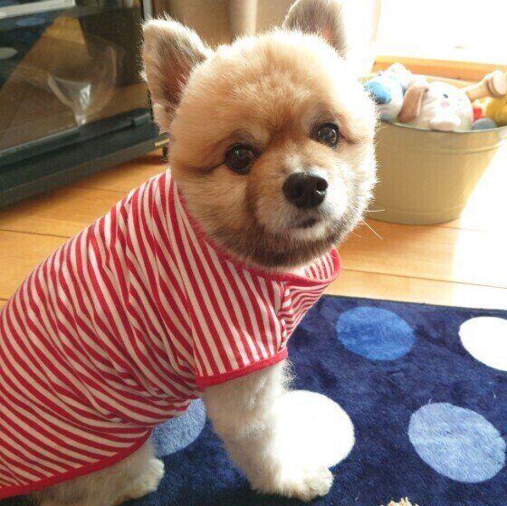 お座りするポメラニアン