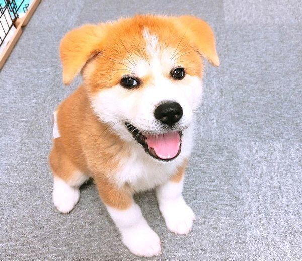 笑顔がキュートな秋田犬