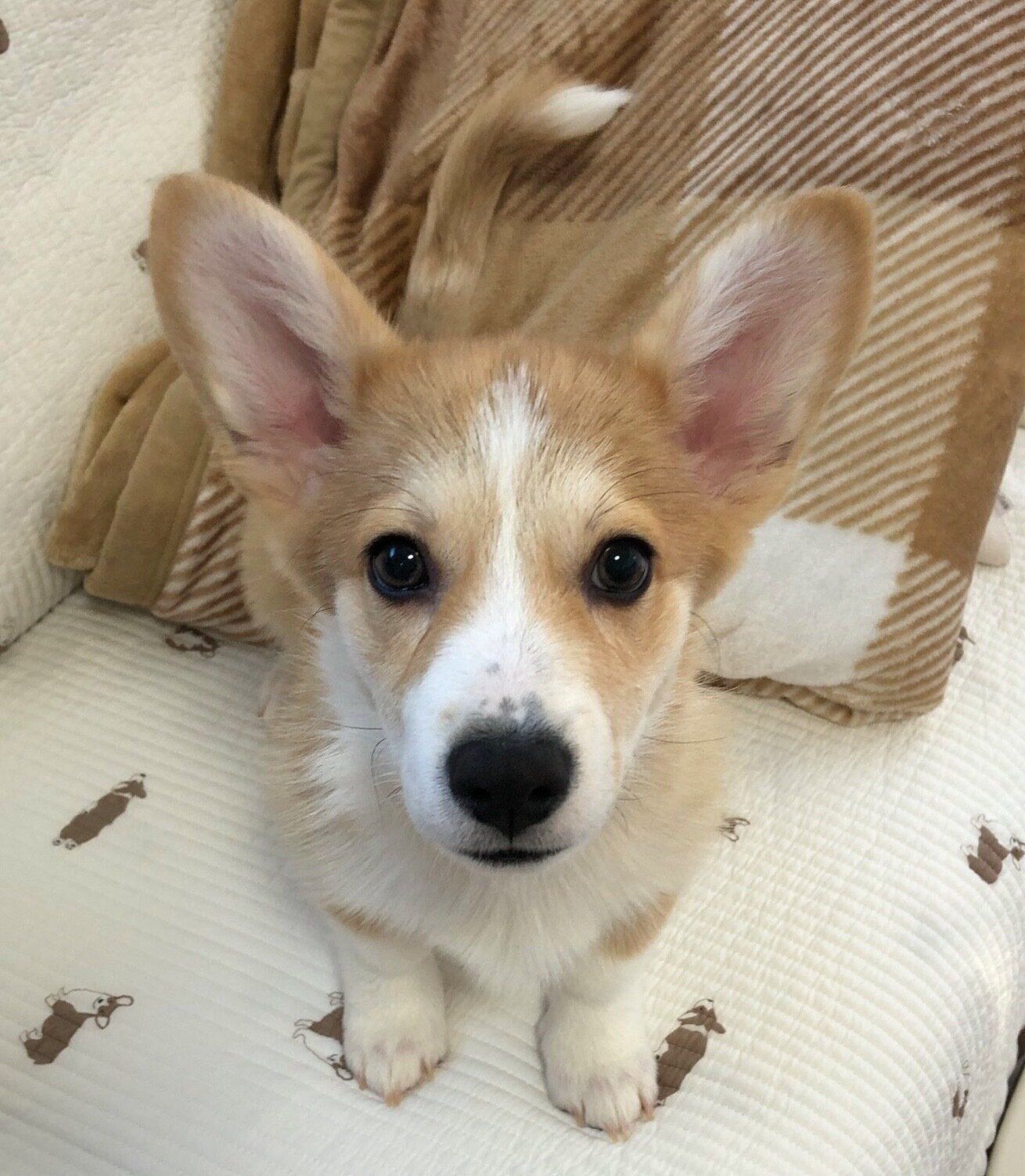 見つめるあんずちゃん