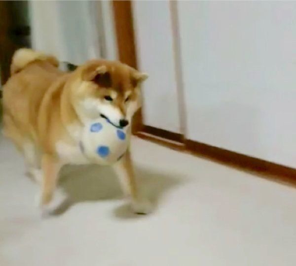 サッカーボールが大好きな柴犬