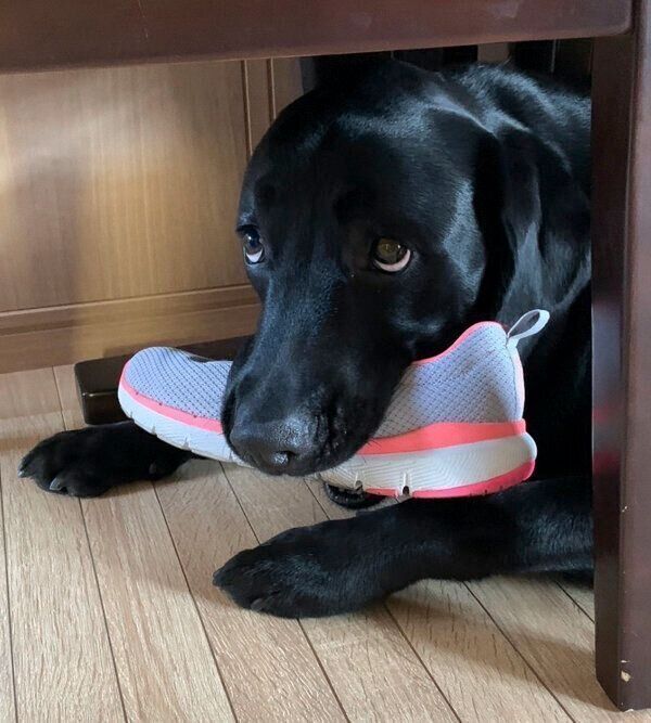 靴をゲットしたぽこちゃん