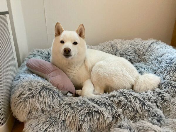 くつろぐゆきみちゃん