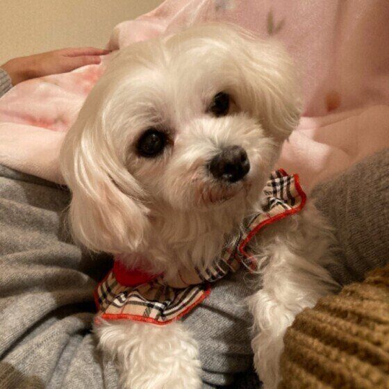マルチーズのちこちゃん