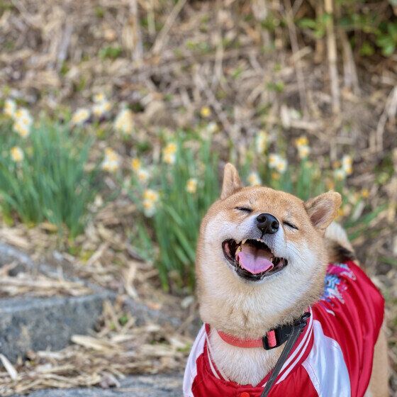 犬の顔つきが飼い方や生活環境で変わるってホント？ 犬の表情を豊かにさせたい場合の接し方とは いぬのきもち