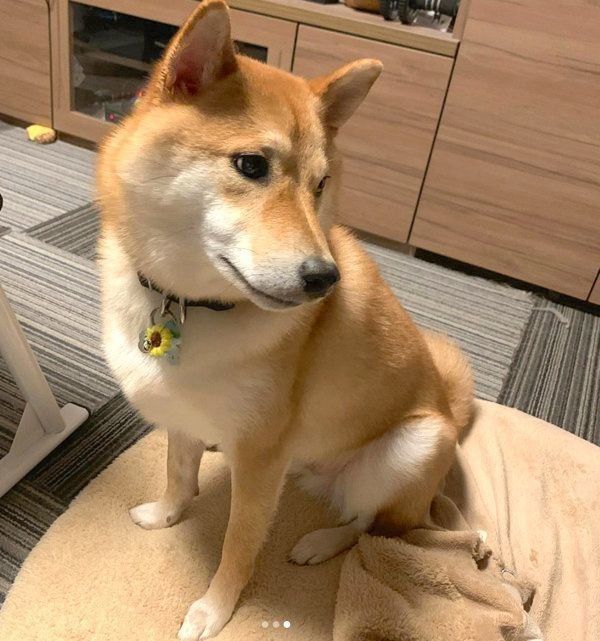 イタズラをする柴犬