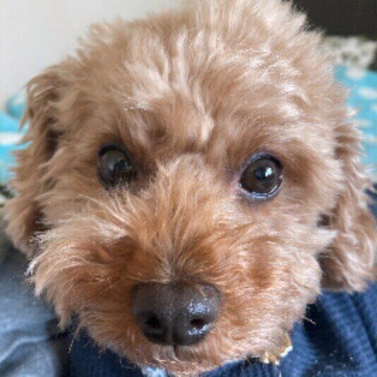 茶色いトイ・プードルの顔正面アップ