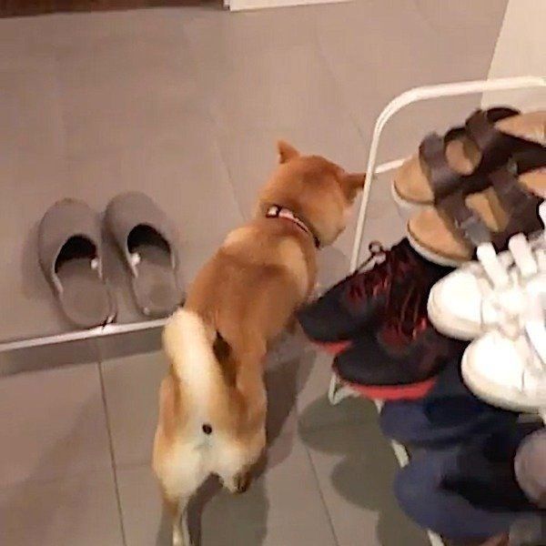 不思議な癖がかわいすぎ ある場所 だけバックで歩く柴犬 いぬのきもちweb Magazine