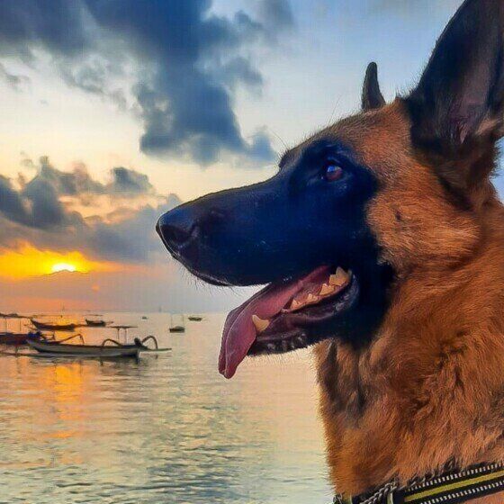 ジャーマン・シェパード・ドッグ