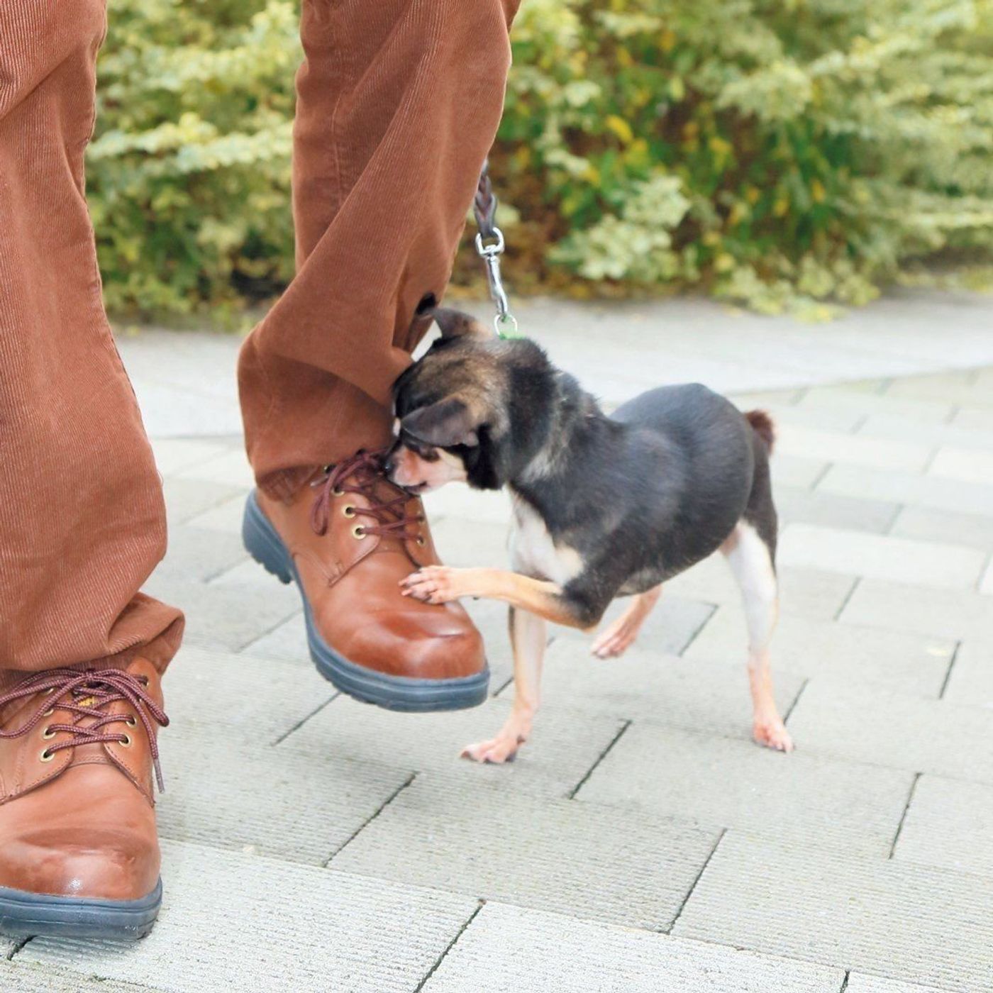 愛犬がじゃれて飼い主さんをカミカミ やめさせないと噛みグセになるかも いぬのきもちweb Magazine 愛犬がじゃれて飼い主さんをカミカミ やめさせないと噛みグセになるかも いぬのきもちweb Magazine