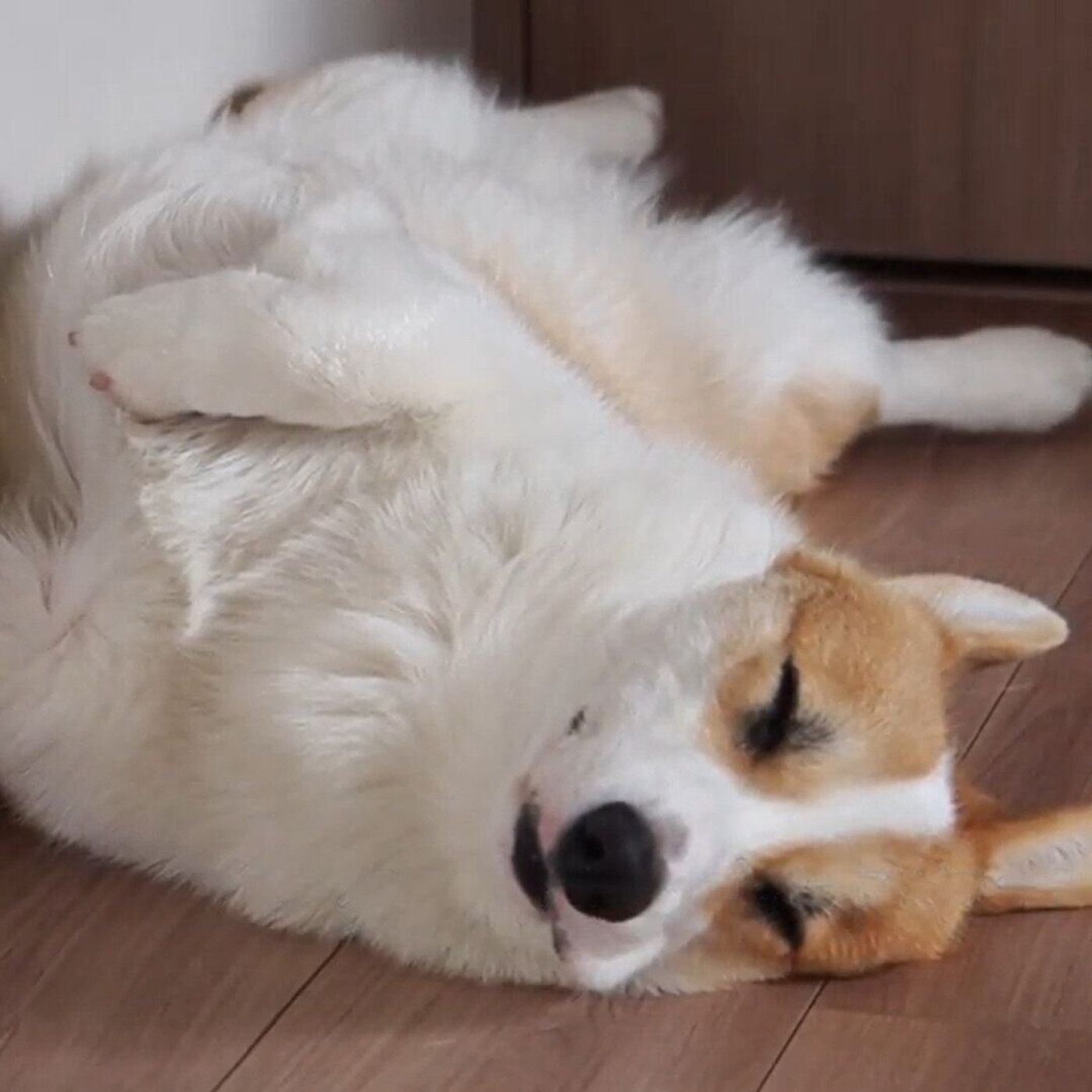 ダイナミックすぎるヘソ天でくつろぐコーギー 完全リラックスモードが愛おしい いぬのきもちweb Magazine ダイナミックすぎるヘソ天でくつろぐコーギー 完全リラックスモードが愛おしい いぬのきもちweb Magazine