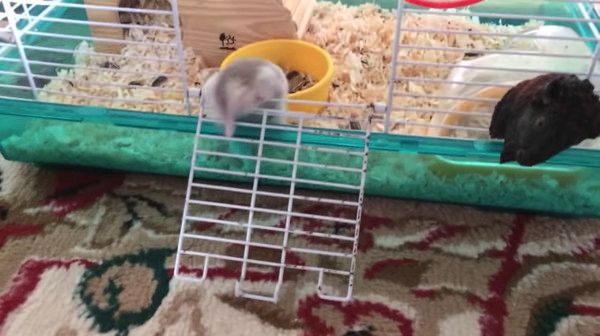 ハムスターvsシーズー