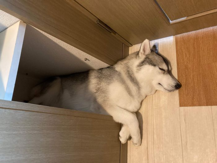 隙間に入るみぞれちゃん