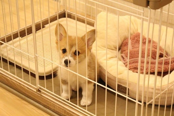 お迎えしたばかりの頃のこむぎちゃん