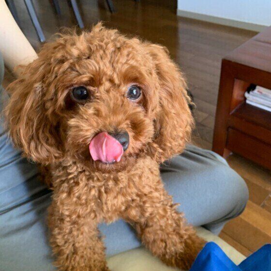 座るトイ・プードル