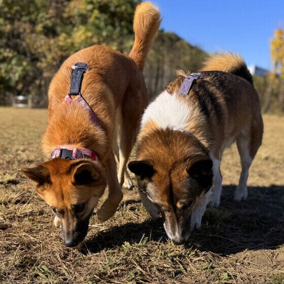 ドッグランで仲良くクン活中のワンちゃん