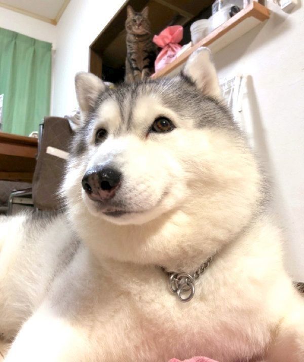 頭にイサムくんを乗せるシルビアちゃん