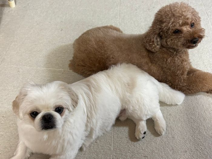 くっついて並ぶ、ペキニーズ(写真:左)とトイプードル(写真:右)