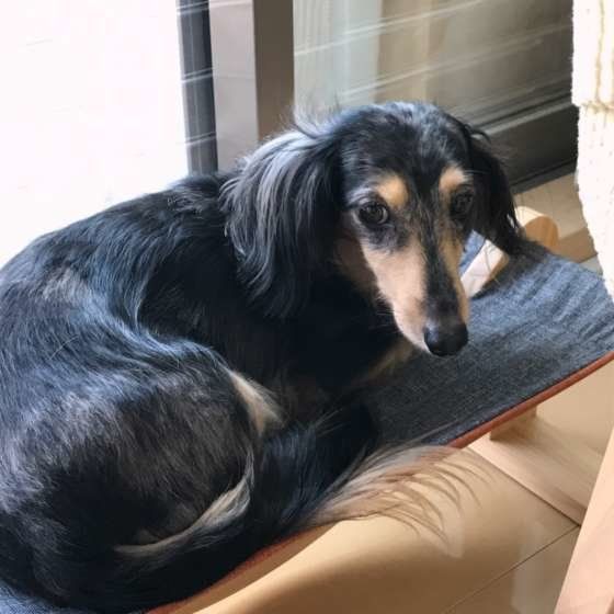 ダックスフンド