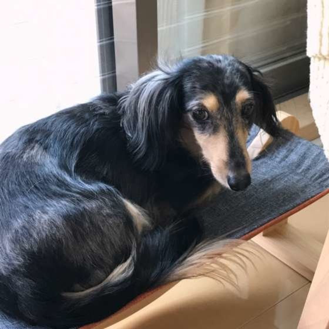 専門家解説 犬のしっぽ が表す気持ち 意外な役割も いぬのきもちweb Magazine 専門家解説 犬のしっぽ が表す気持ち 意外な役割も いぬのきもちweb Magazine