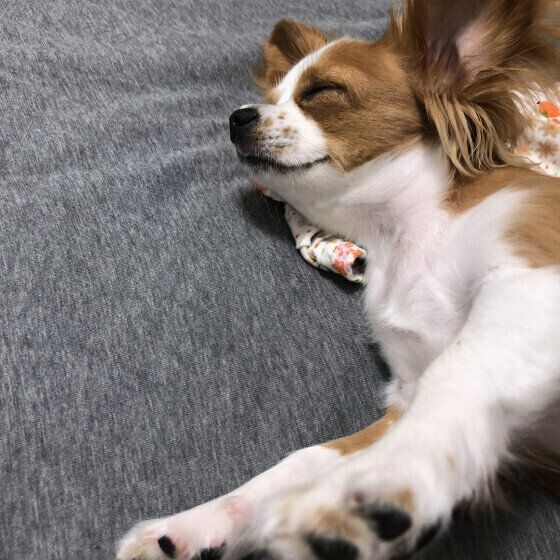 寝ているハナちゃん