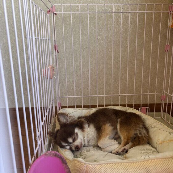 ルイ  ハウス大好きチワワ