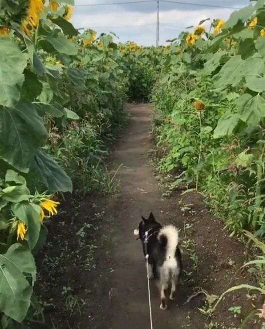 ひまわり畑と柴犬