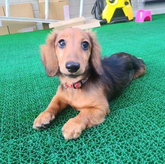 ダックスフンド