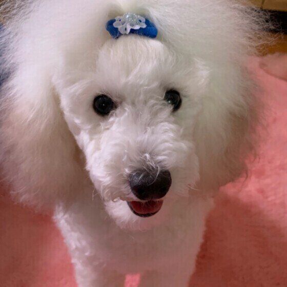 見つめるトイ・プードル