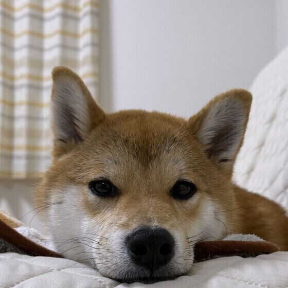 犬が床を舐める理由と対処法 床をペロペロ舐める犬の心理と対応とは 柴犬 いぬのきもち