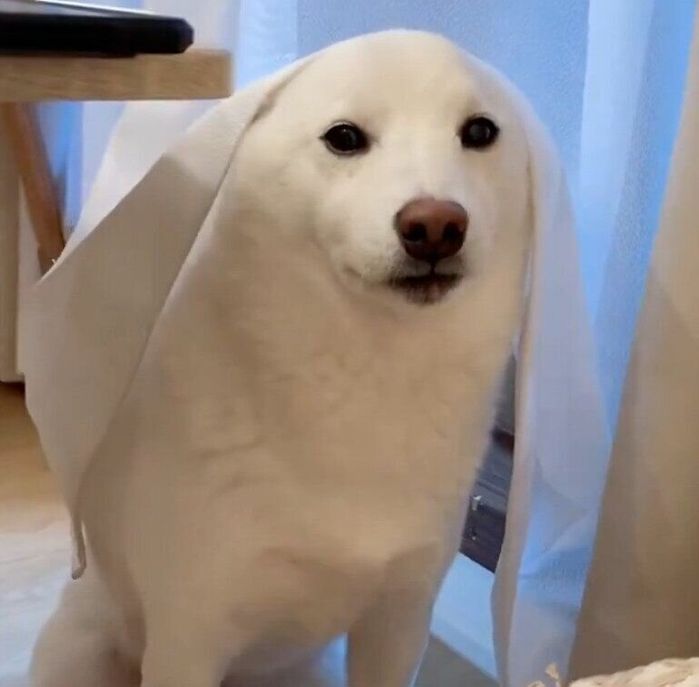 カーテンをかぶるゆきみちゃん