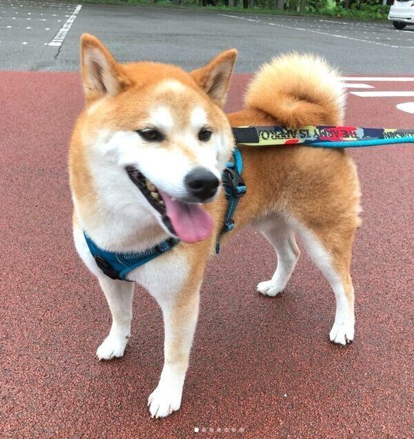 お出かけを楽しむ咲ク太郎くん