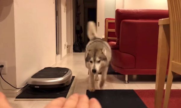 「お手」と言われて顔を差し出すシベリアン・ハスキー