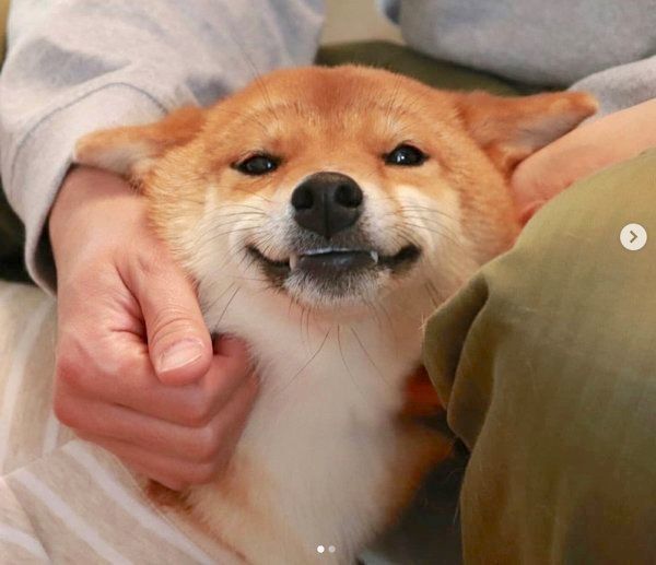 ナデナデされる柴犬