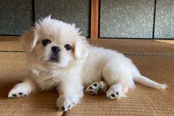 見つめるハオくん