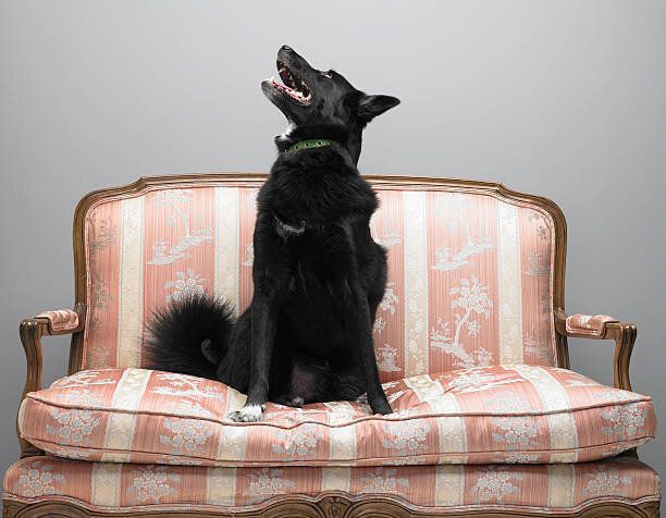 犬が遠吠えするのはなぜ 遠吠えを予防する方法とは いぬのきもちweb Magazine