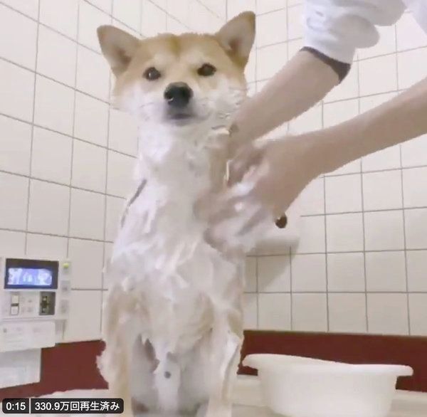 お風呂に入るりんご郎くん