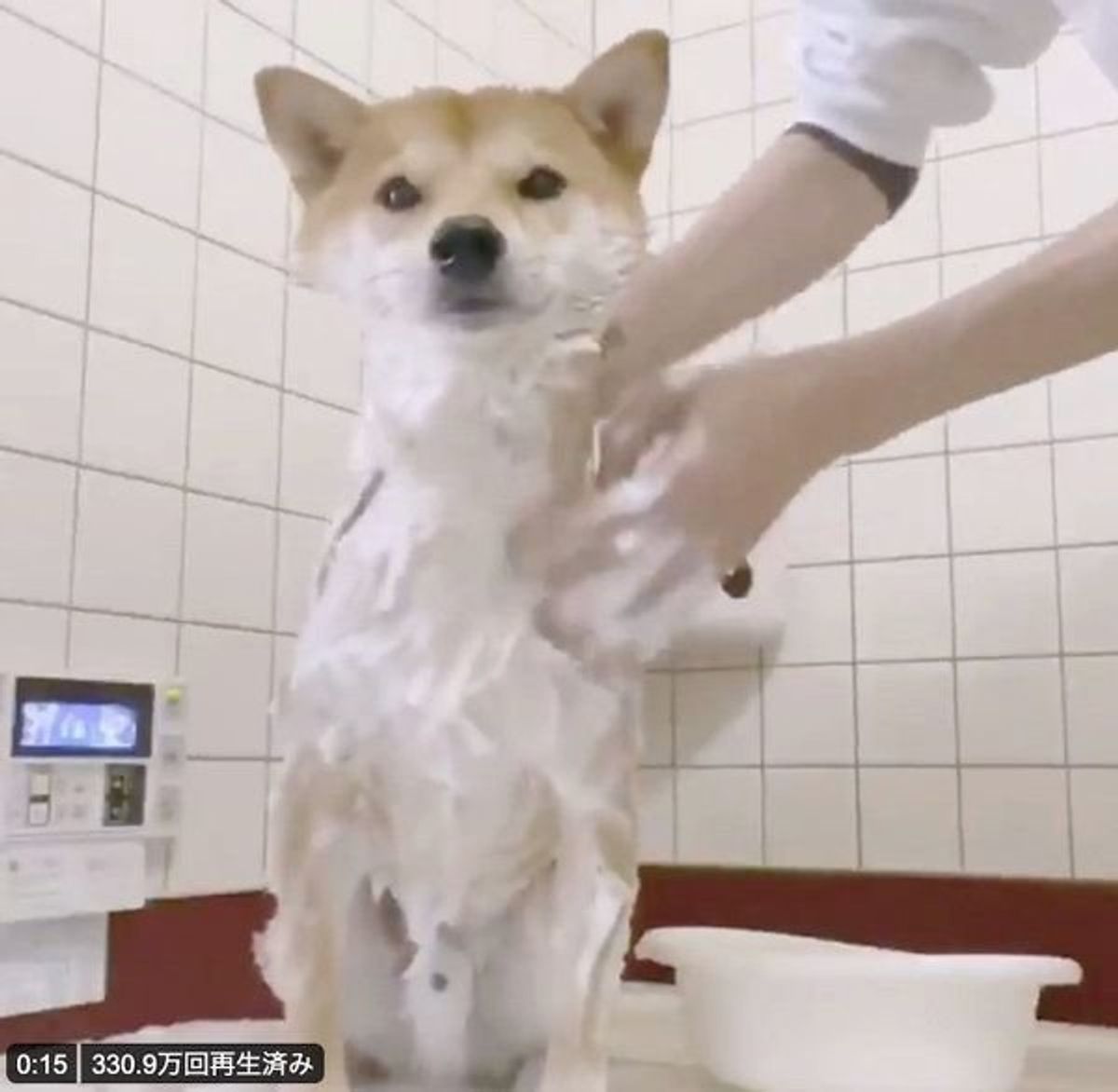 ステイホーム中に洗われてしまう柴犬 表情が神過ぎる と大反響の姿とは いぬのきもちweb Magazine ステイホーム中に洗われてしまう柴犬 表情が神過ぎる と大反響の姿とは いぬのきもちweb Magazine