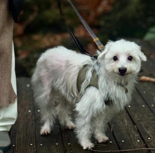 雨上がり、お散歩中の犬