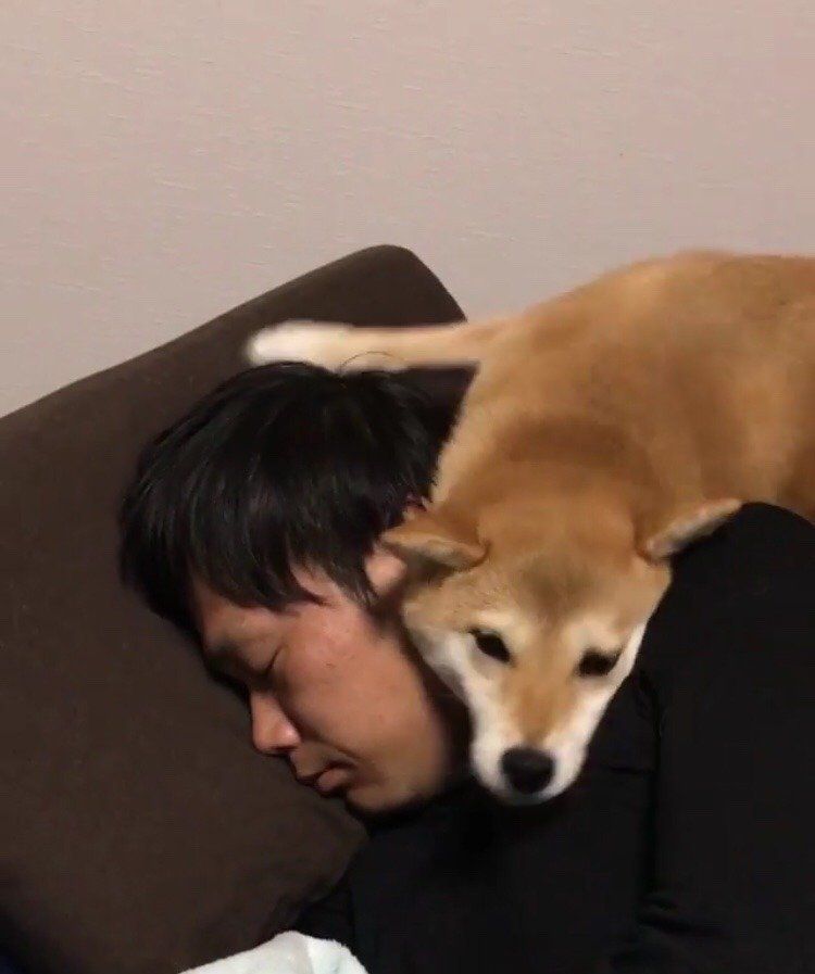 パパ大好き柴犬