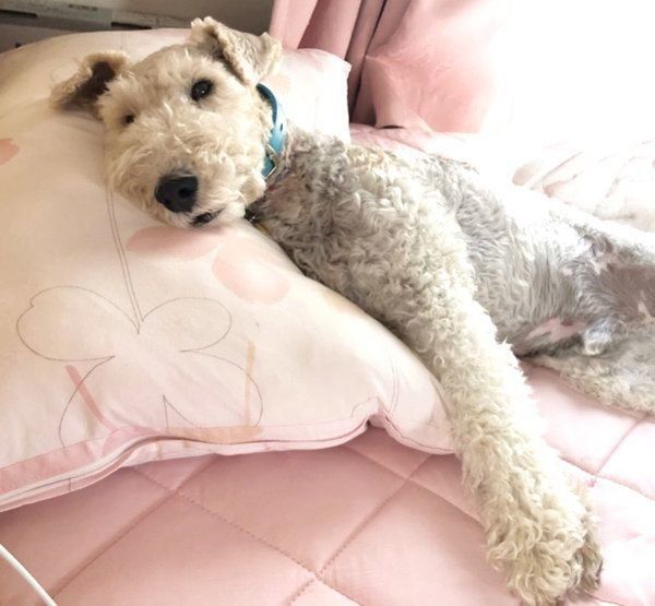 寝転がるこっぺぱんちゃん