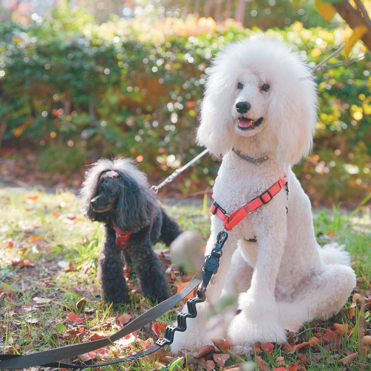 神奈川県・Yさん家のマーリちゃん（（メス・１才５カ月／18㎏／スタンダード・プードル／無邪気でマイペース）。左は15才になる先住犬のネリノちゃん