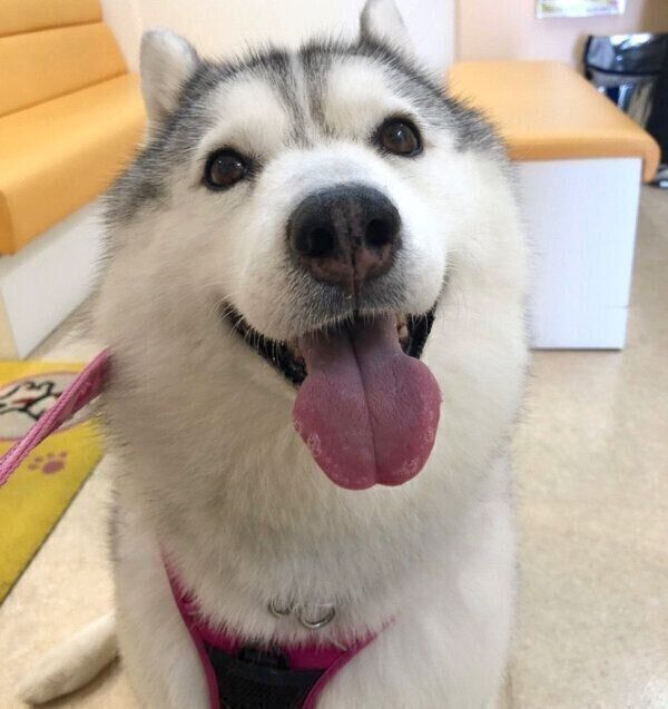 シベリアン・ハスキー