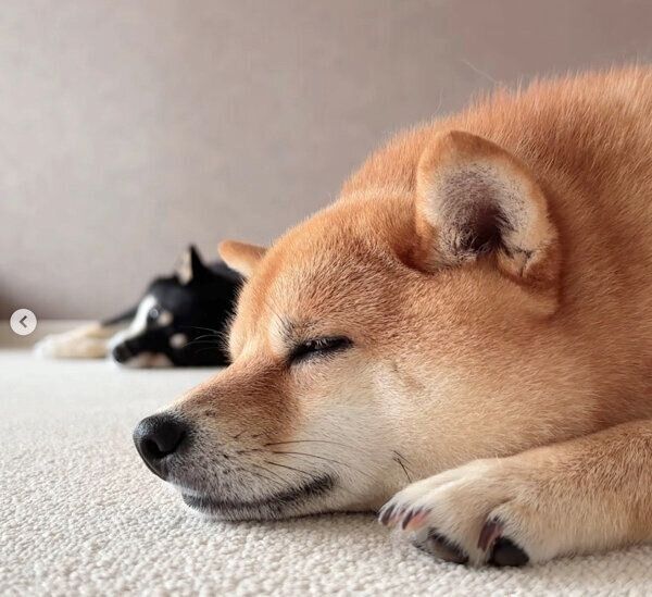 眠るあさちゃん、のんちゃん