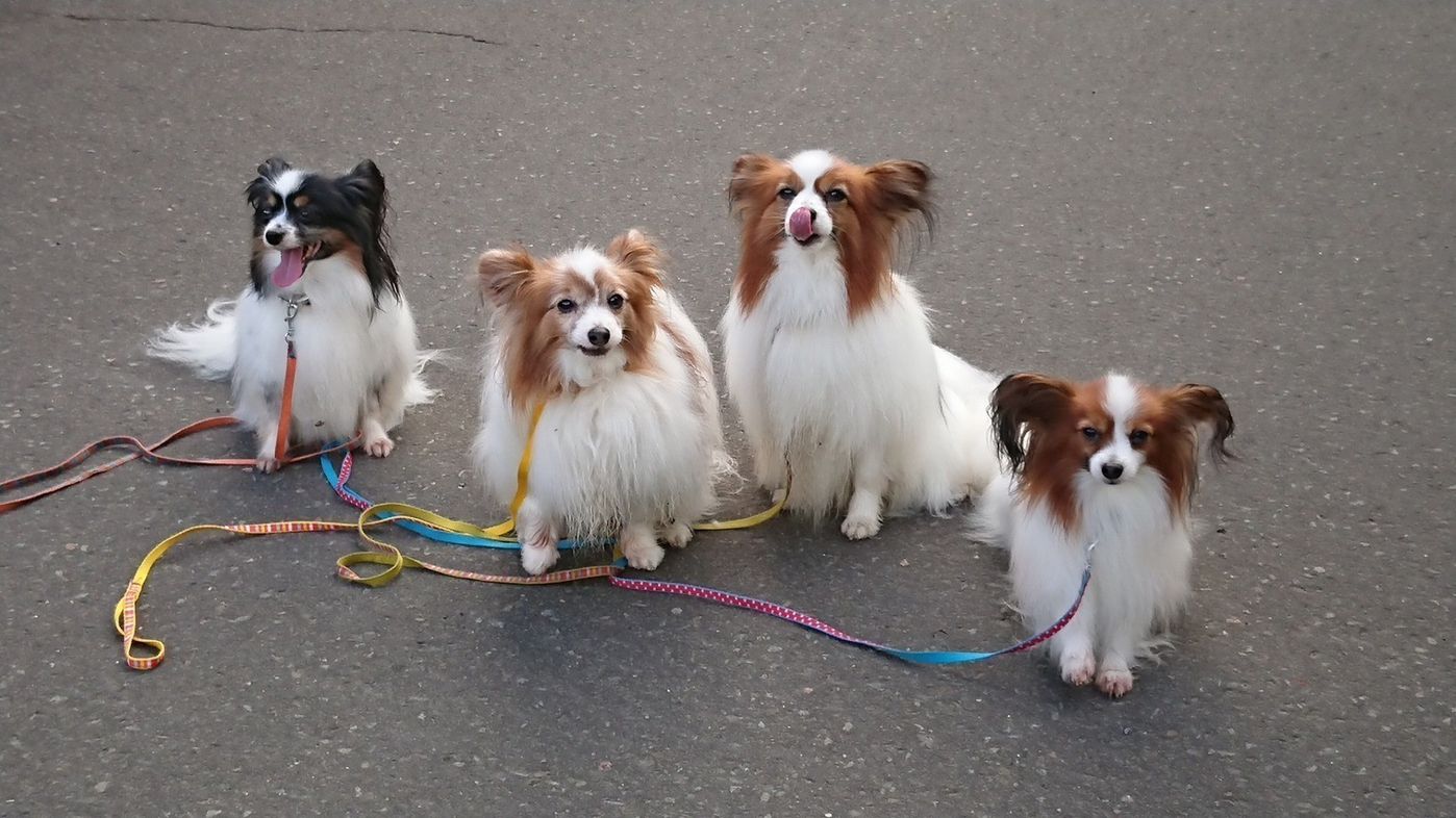 警察 犬 小型 犬