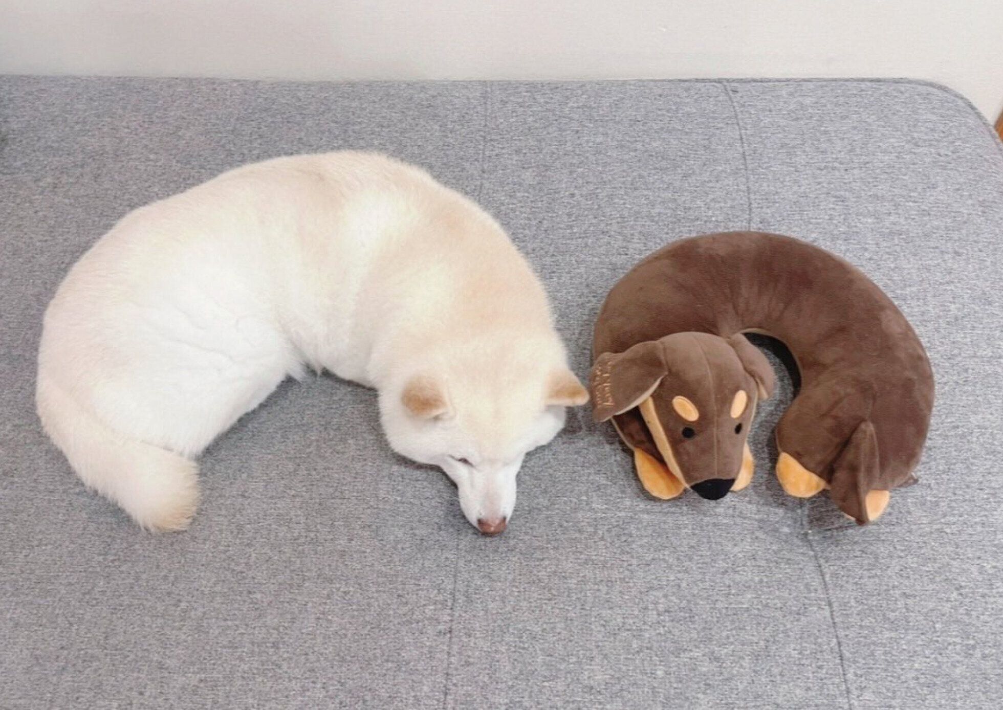 「カシューナッツ」に見えるゆきちゃん